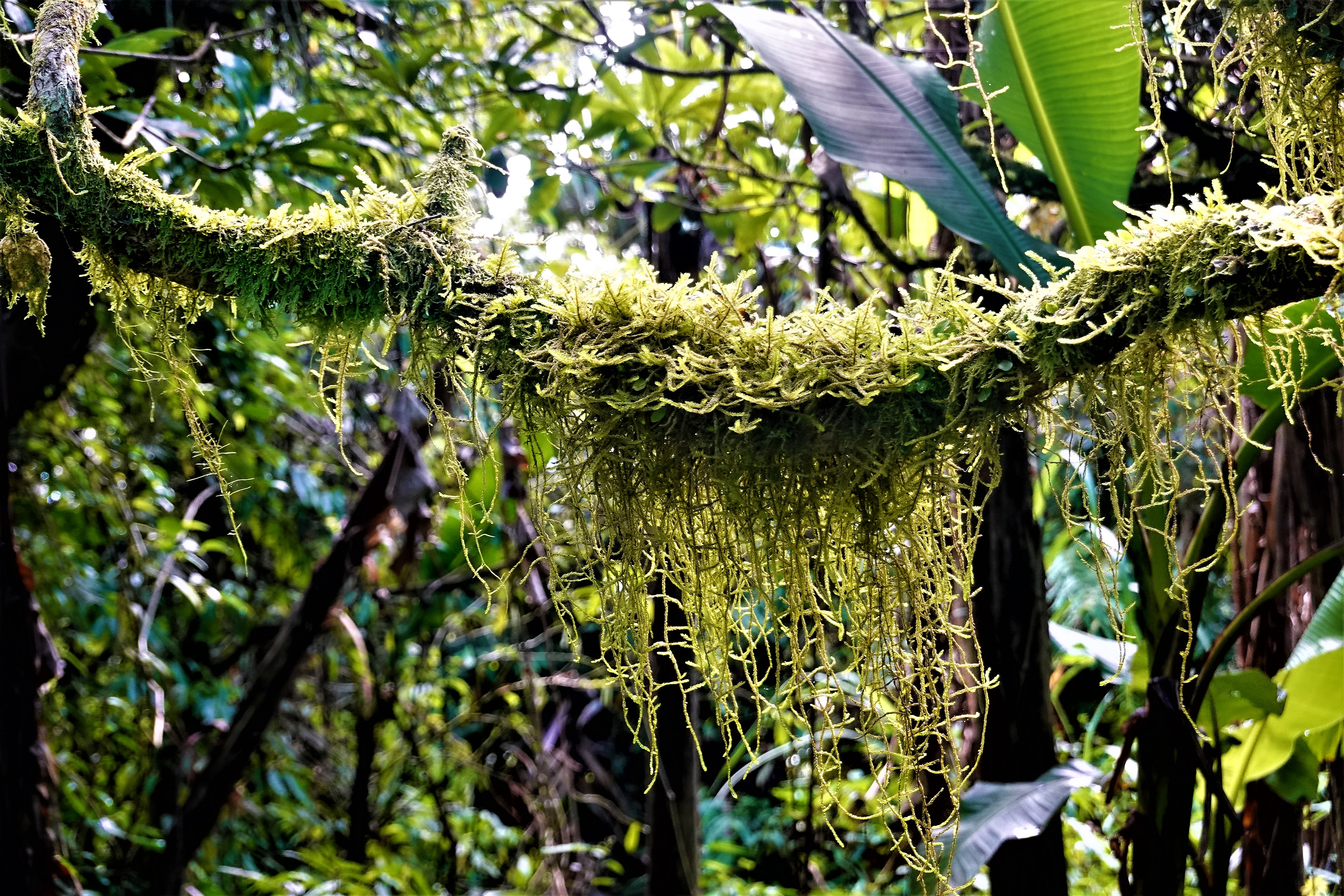 20221128@女仍山(小百岳#079)：鞭枝懸苔