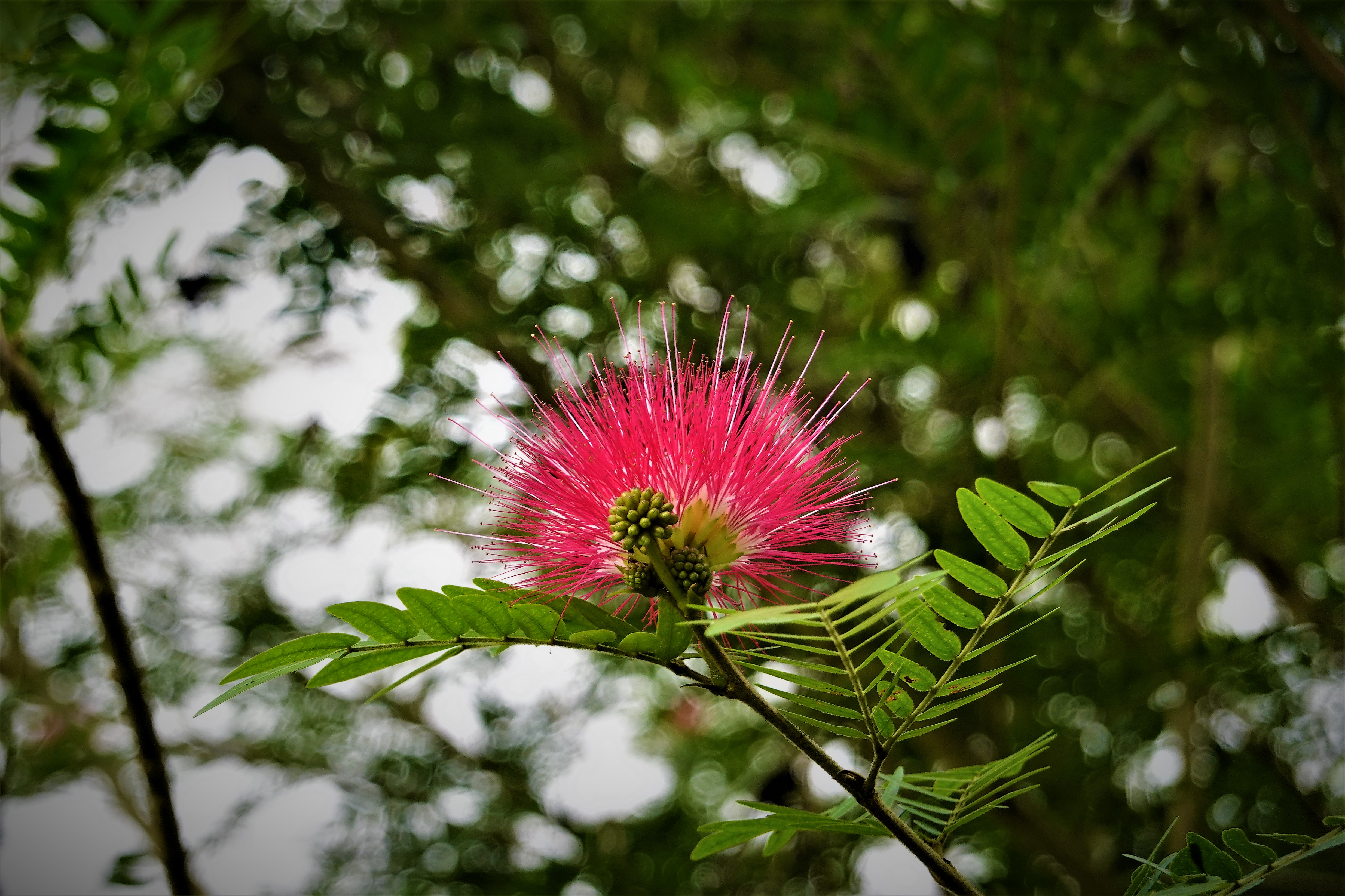 20221130@鯉魚山(小百岳#089)：紅合歡