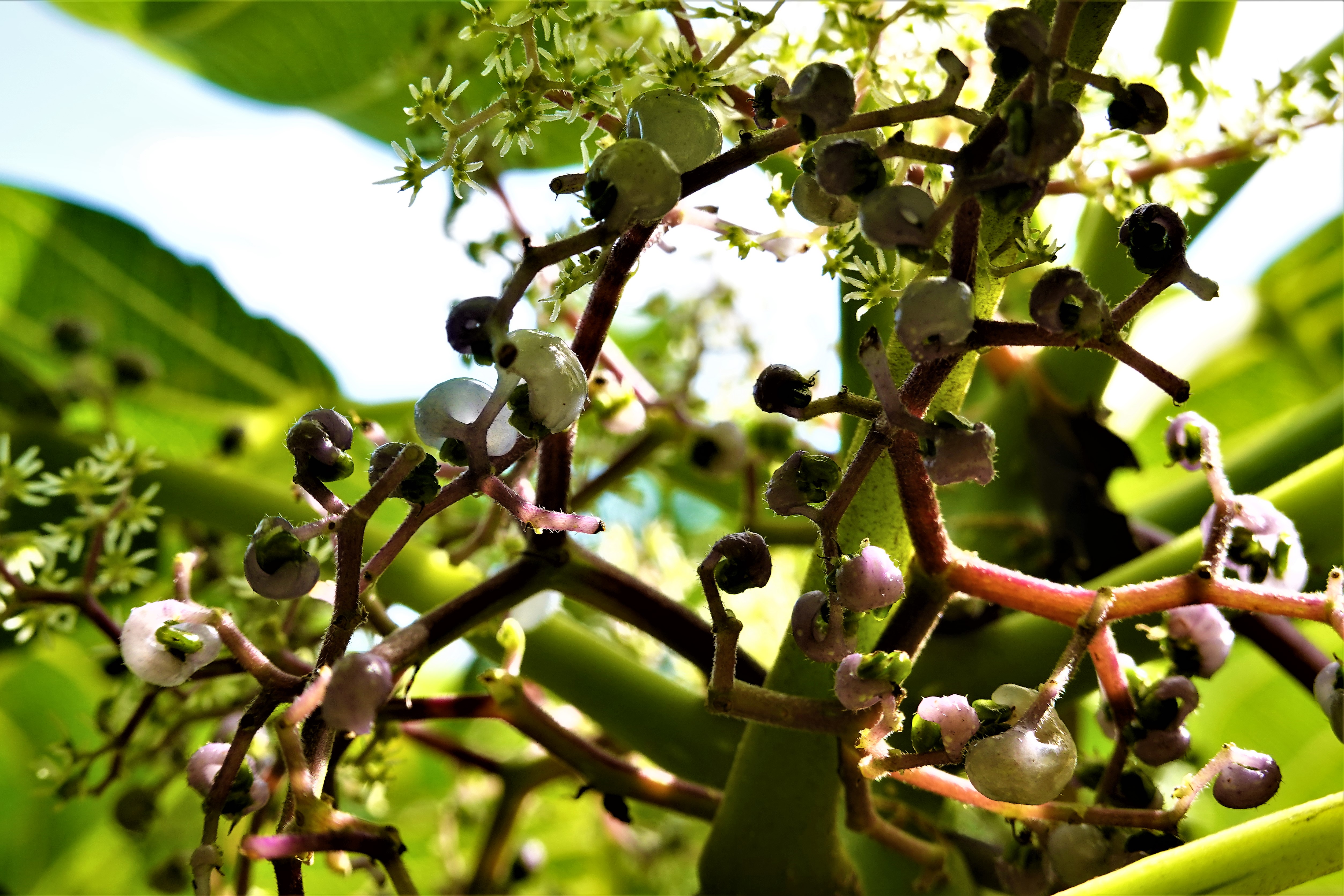 20221219@加奈美山(小百岳#095)：咬人狗