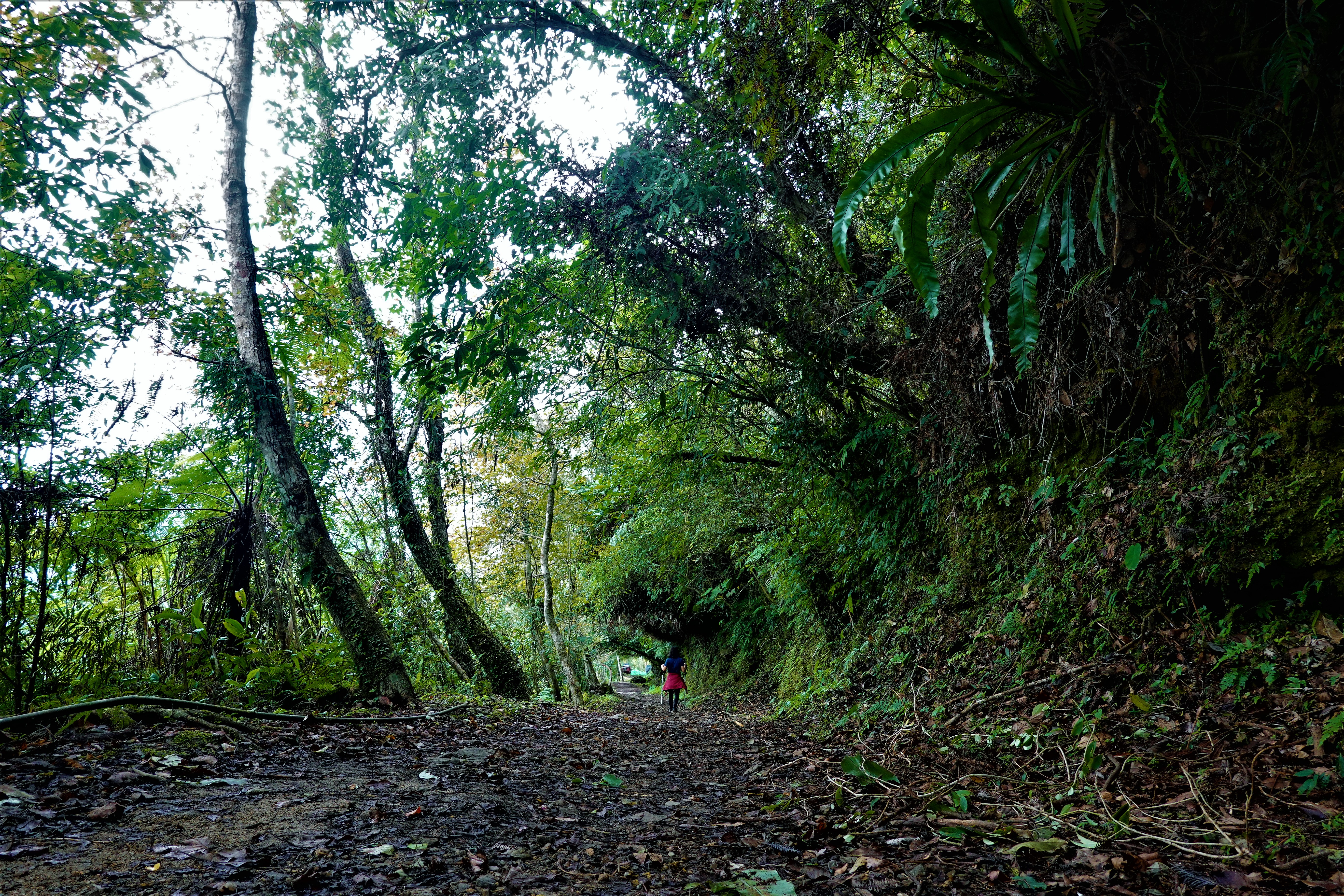 20221222@立霧山(小百岳#087)