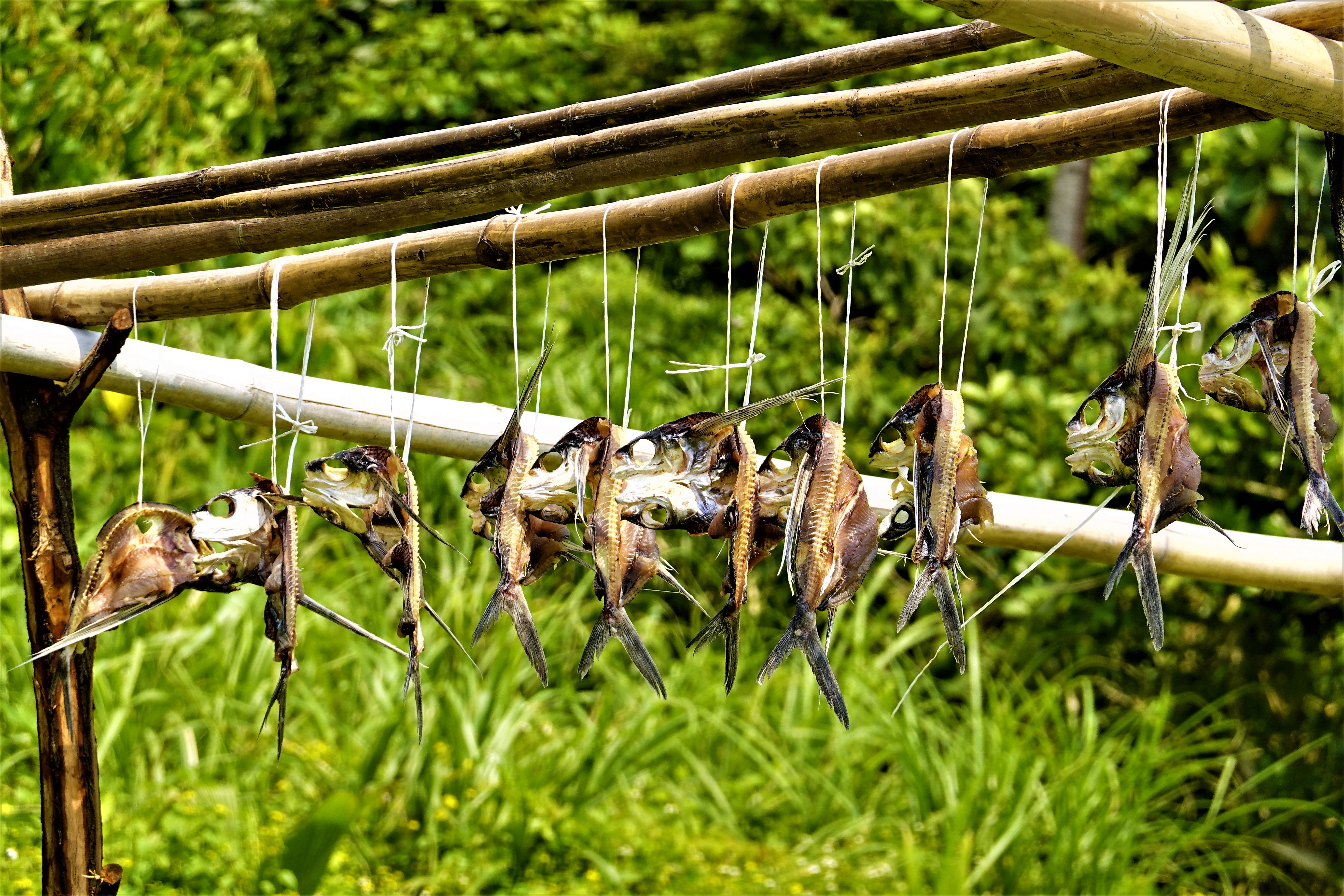 20230406@紅頭山(小百岳#97)